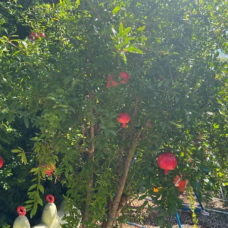 Place * Маскали